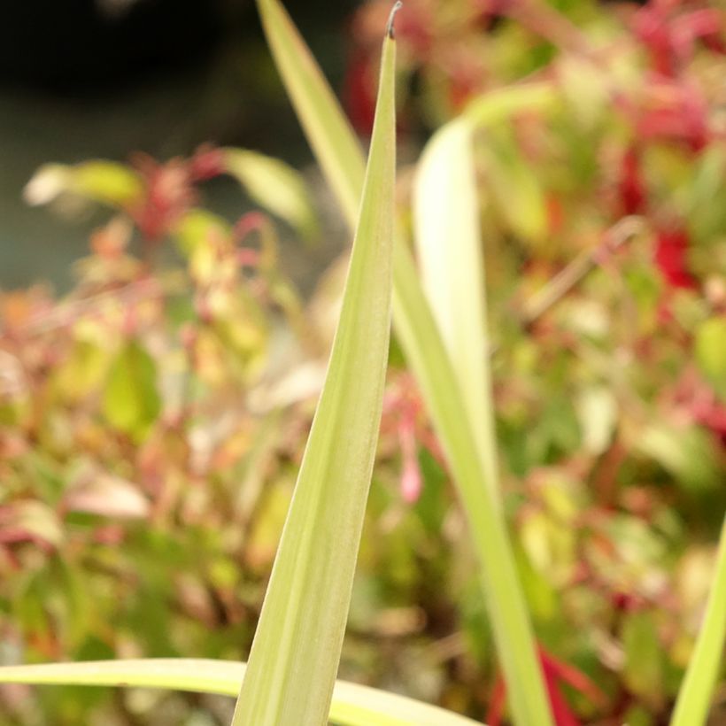 Hemerocallis Eyed Beauty (Follaje)