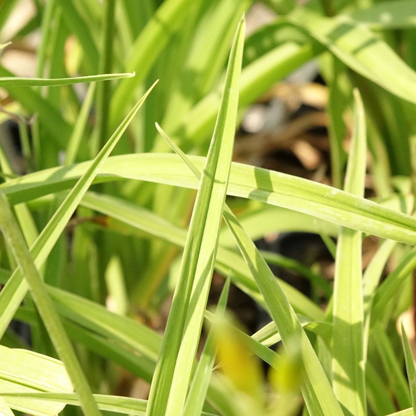 Hemerocallis Flambeau (Follaje)