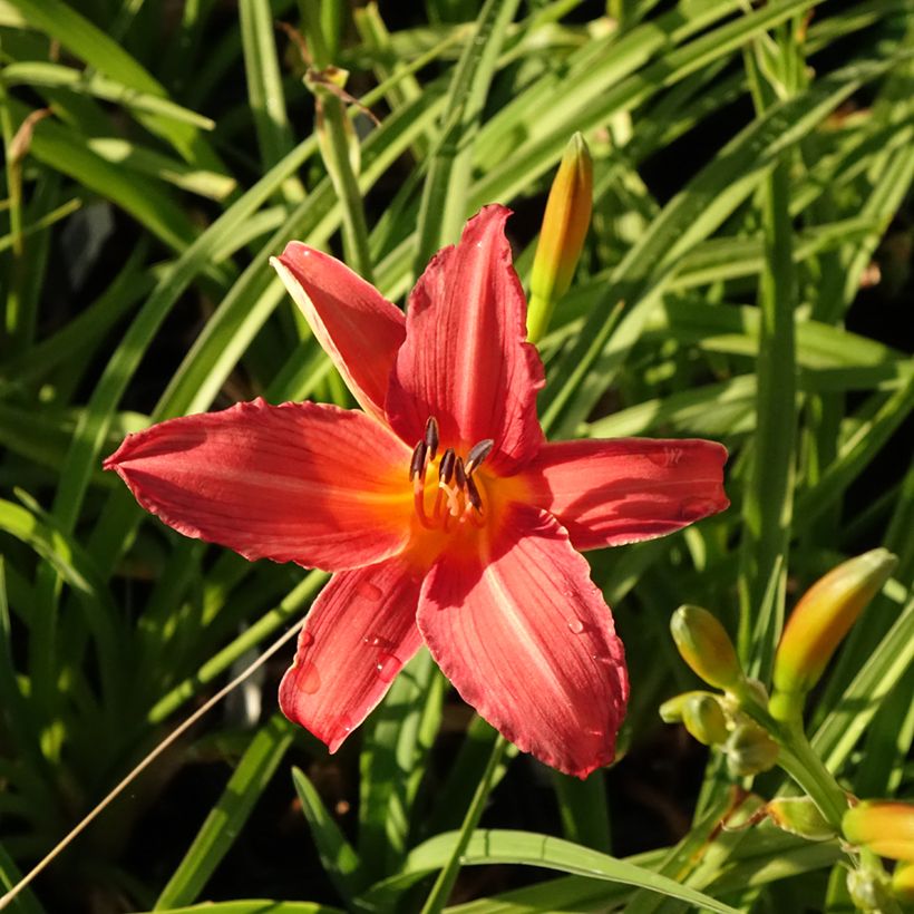 Hemerocallis Flambeau (Floración)