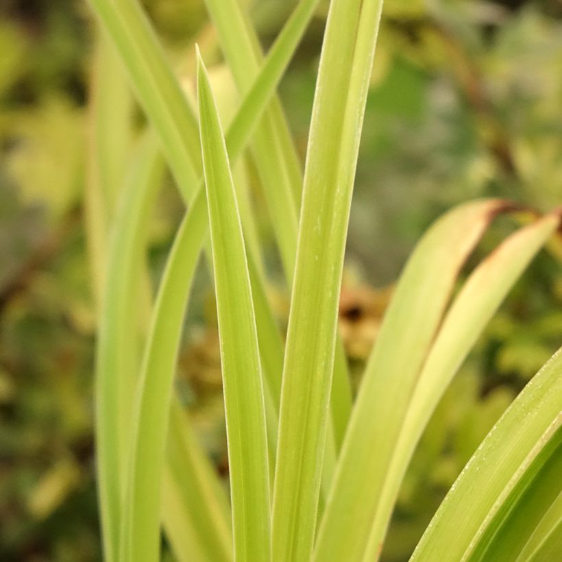 Hemerocallis Graces of Ganymede (Follaje)