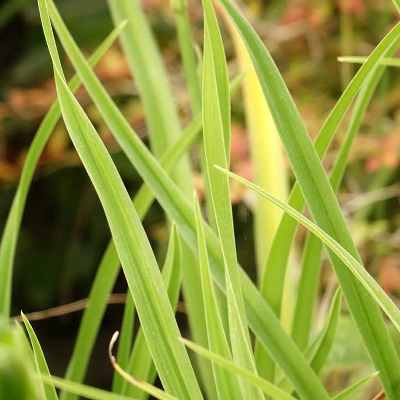 Hemerocallis Green Flutter (Follaje)