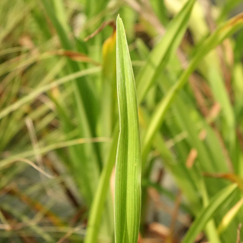 Hemerocallis Lacy Doily (Follaje)