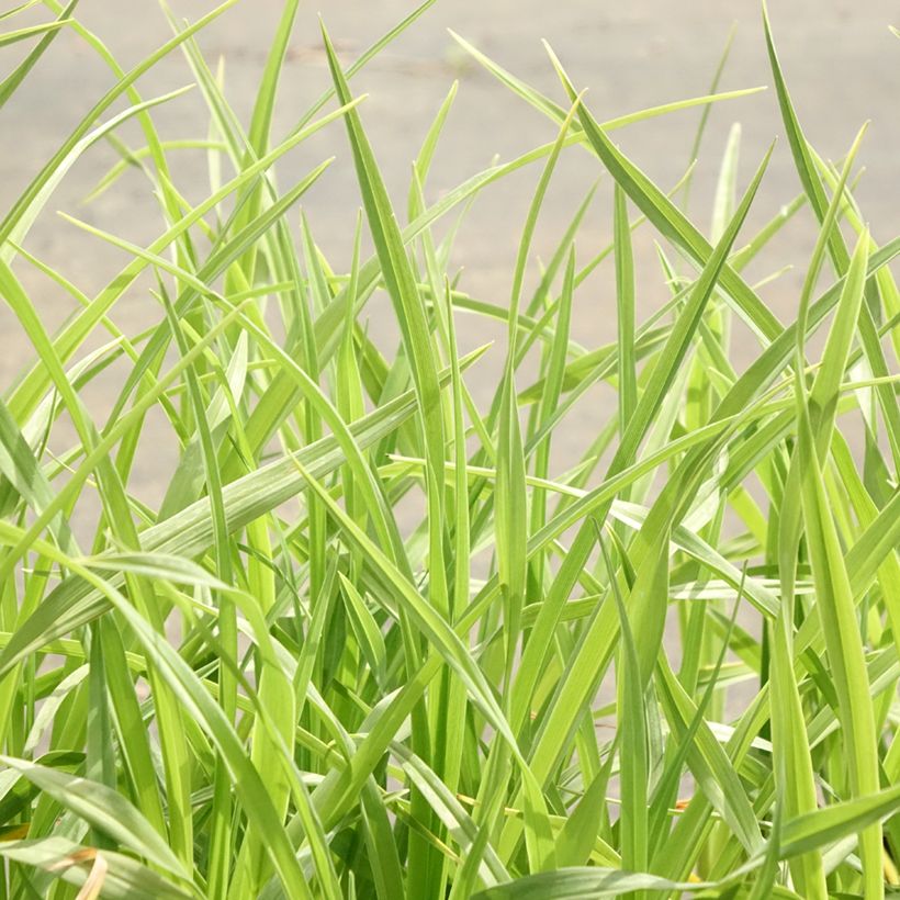 Hemerocallis lilioasphodelus (Follaje)