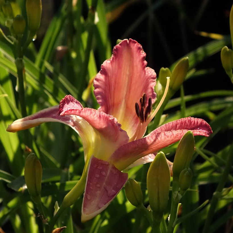 Hemerocallis Mildred Mitchell (Floración)