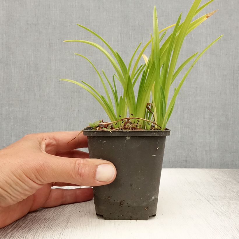 Ejemplar de Hemerocallis Mini Pearl Maceta de 8/9 cm entregado en verano