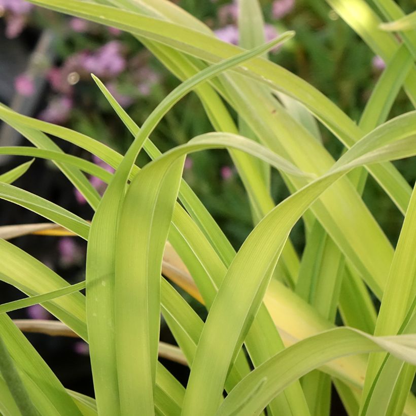 Hemerocallis Roswitha (Follaje)