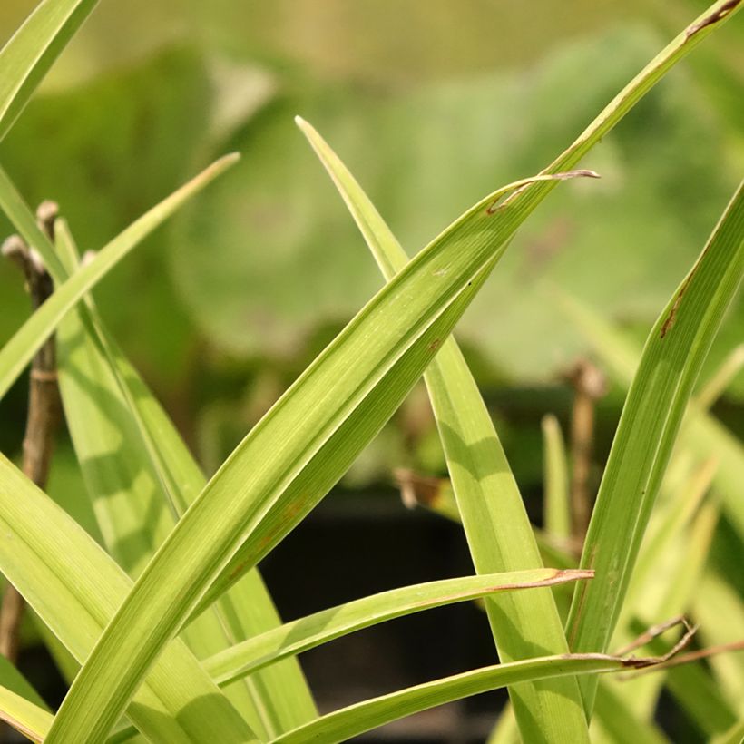 Hemerocallis Siloam Double Classic (Follaje)