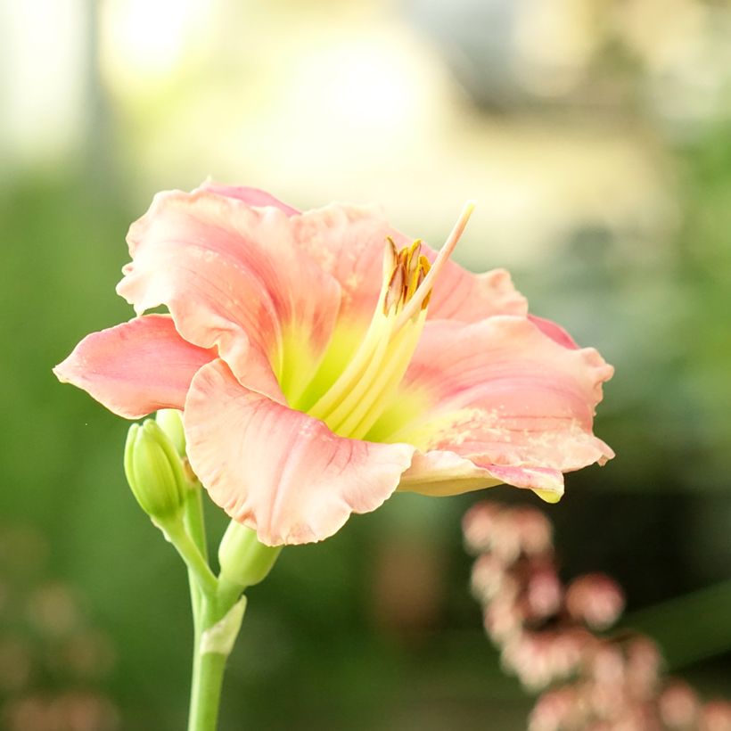 Hemerocallis Strawberry Candy (Floración)