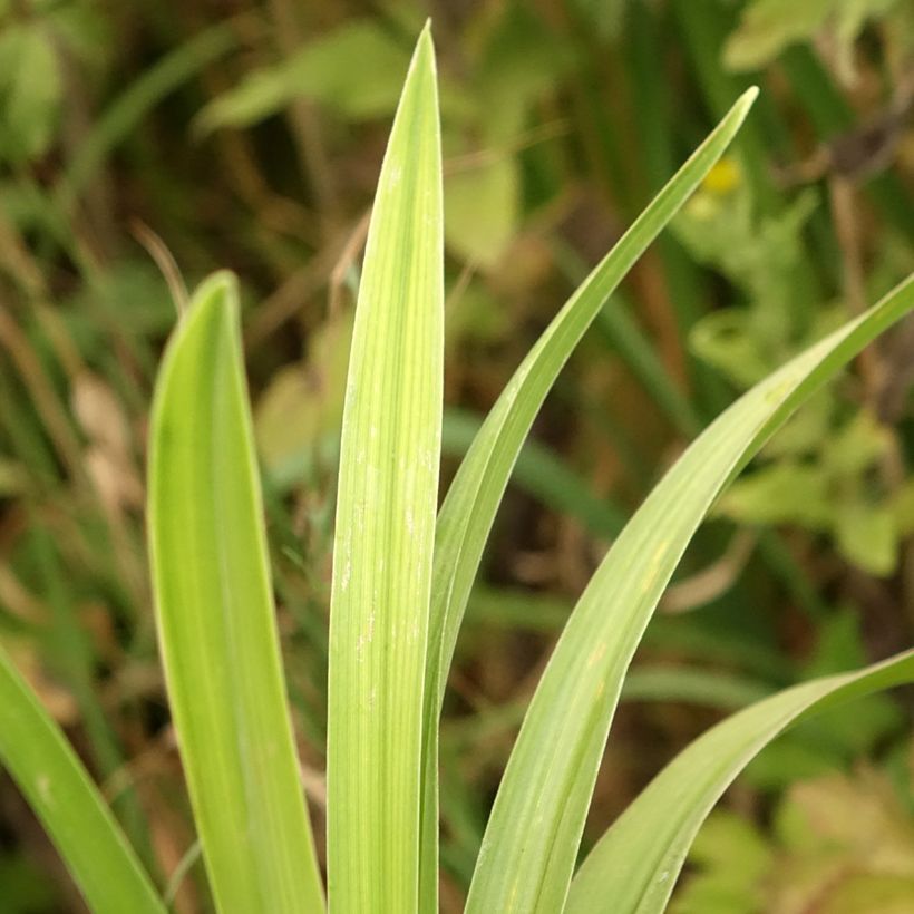 Hemerocallis Veins of Truth (Follaje)