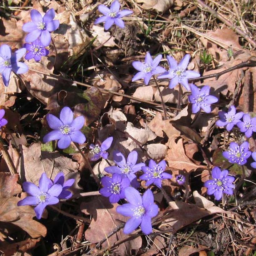 Hepatica nobilis - Hepática común (Porte)