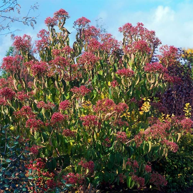 Flor de siete hijos - Heptacodium miconioides (Porte)