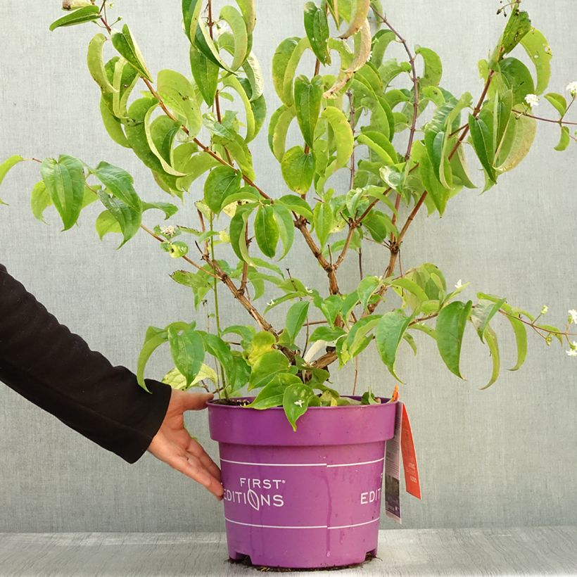 Ejemplar de Heptacodium miconioides Tianshan en pot de 7,5l/10l entregado en otoño