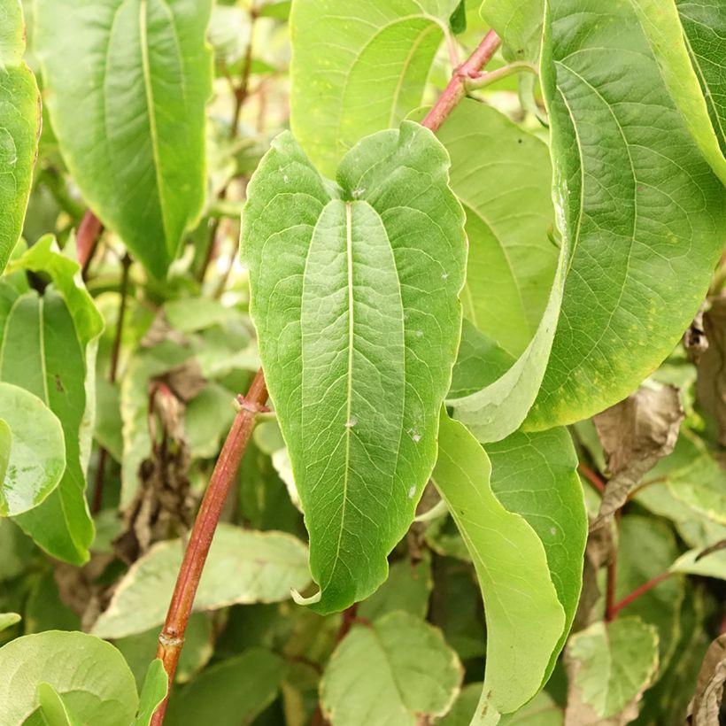 Flor de siete hijos Tianshan -Heptacodium miconioides (Follaje)