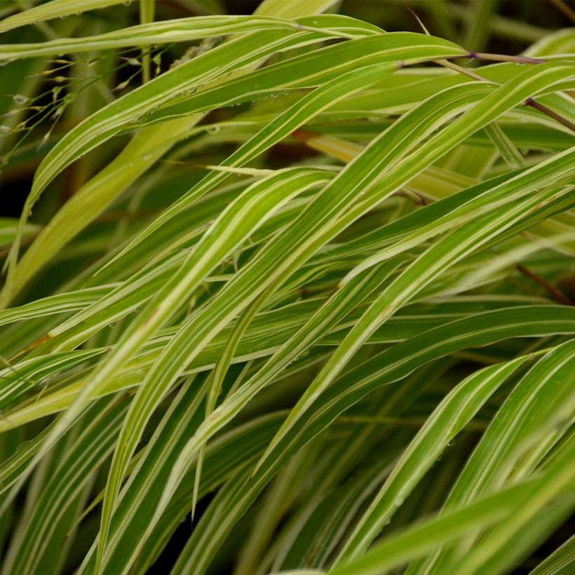 Hakonechloa macra Albostriata (Follaje)