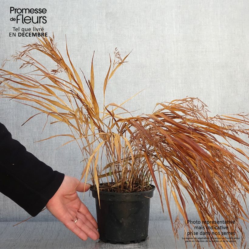 Ejemplar de Herbe du Japon - Hakonechloa macra Albostriata en pot de 2l/3L entregado en otoño