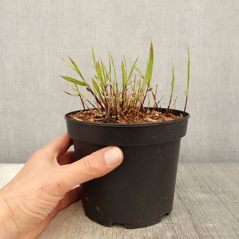 Hakonechloa macra Albostriata Maceta 2L/3L Ejemplar entregado en la primavera