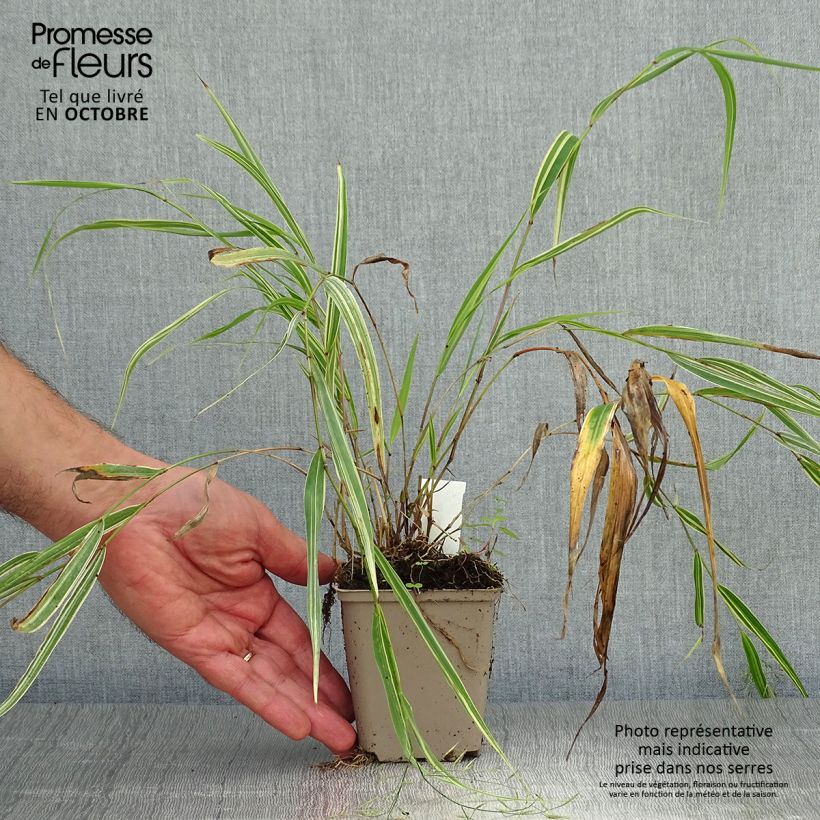 Ejemplar de Herbe du Japon - Hakonechloa macra Albostriata Godet de 9cm entregado en otoño