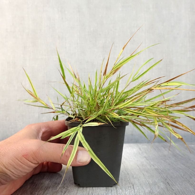 Ejemplar de Hierba de Hakone - Hakonechloa macra Mulled Wine en maceta de 8/9 cm entregado en otoño