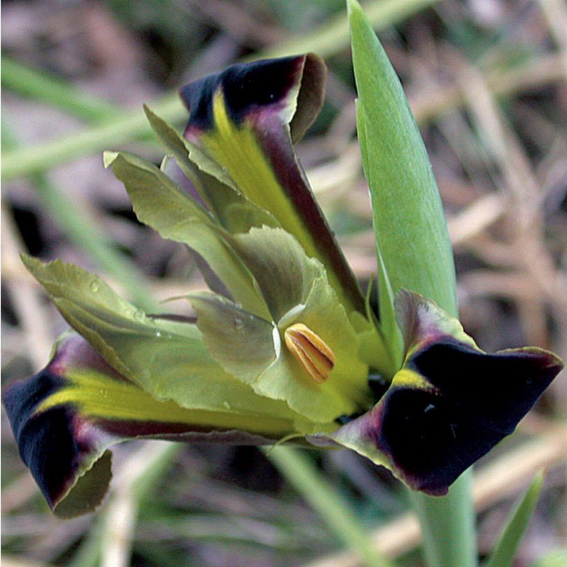 Iris tuberosus - Lirio de Cuaresma (Floración)