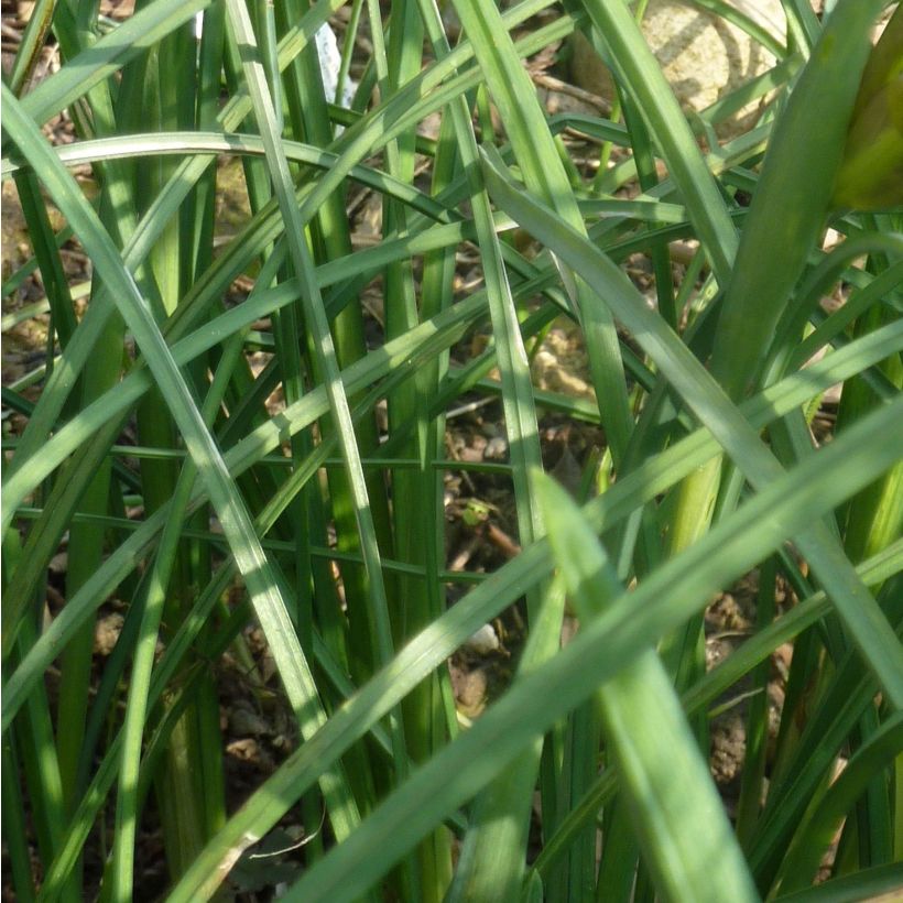 Iris tuberosus - Lirio de Cuaresma (Follaje)