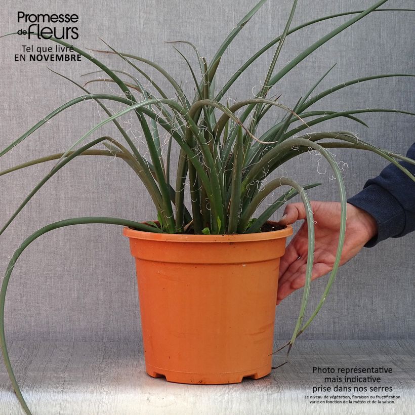 Ejemplar de Hesperaloe parviflora - Yucca rouge Pot de 7,5L/10L entregado en otoño