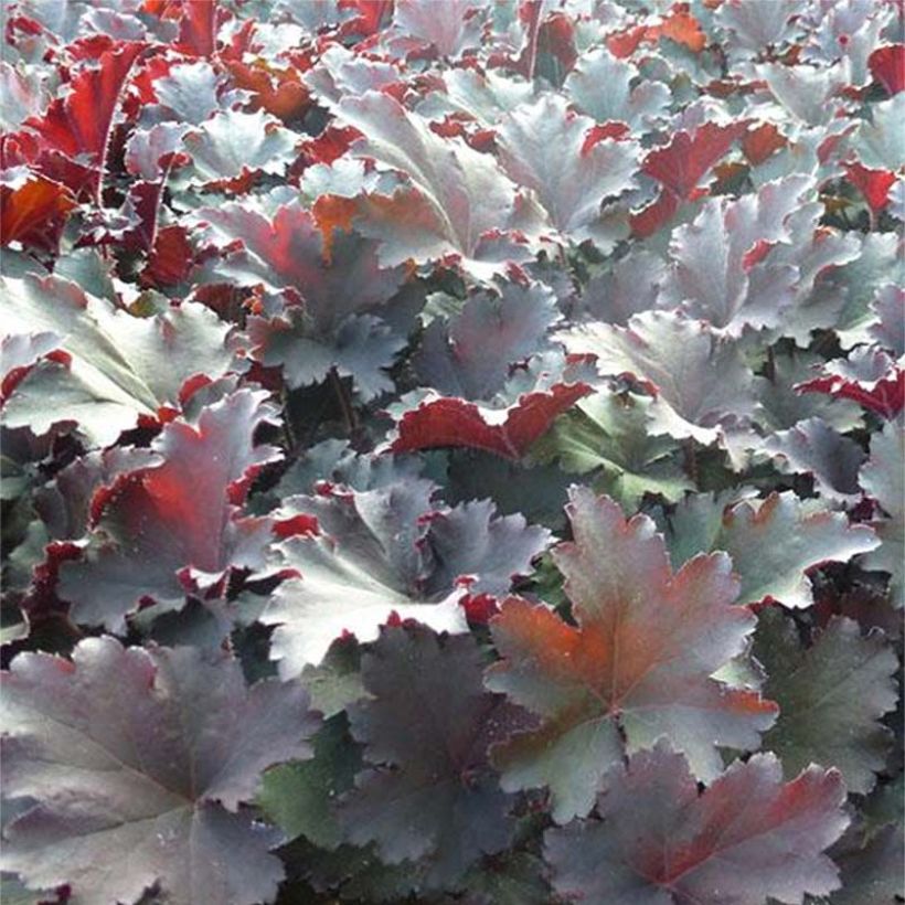 Heuchera Binoche (Follaje)