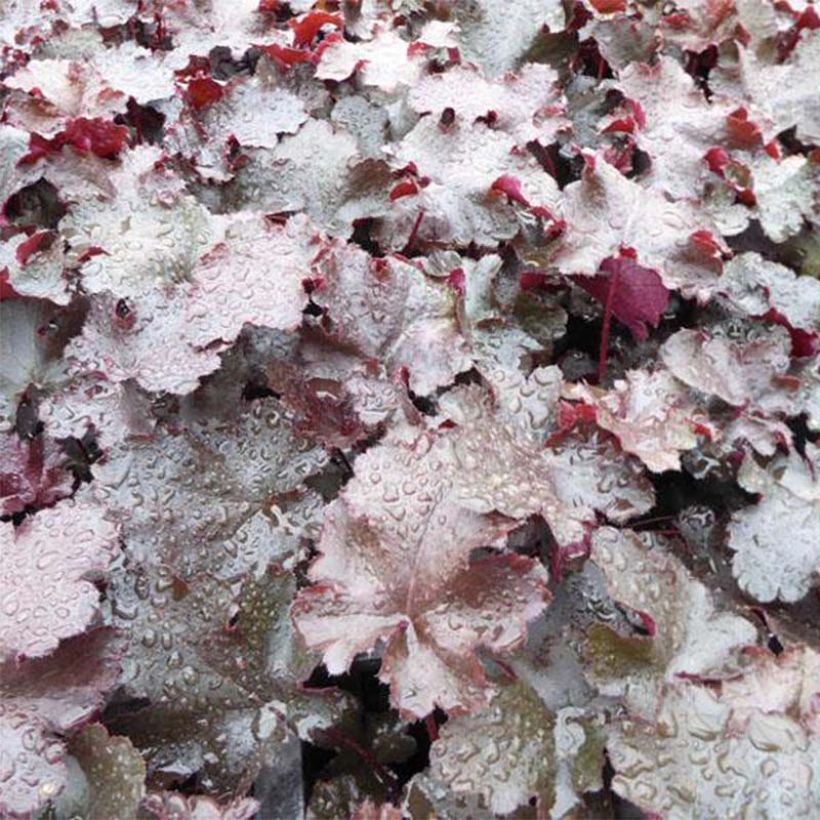 Heuchera Black Beauty (Follaje)