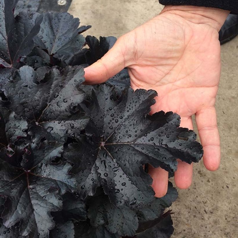 Heuchera Black Pearl (Follaje)