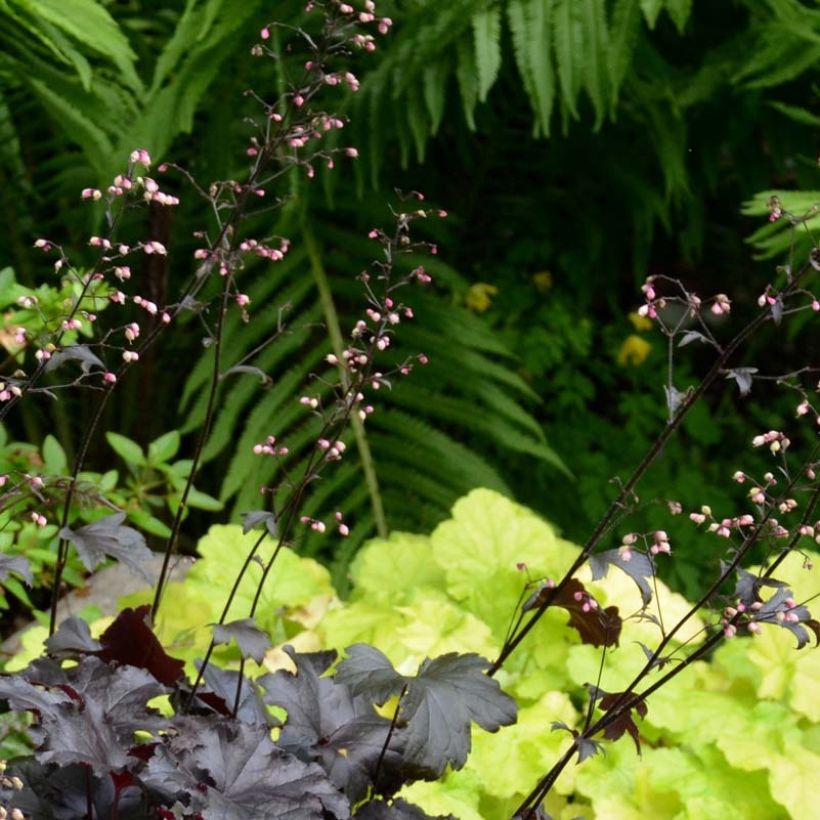 Heuchera Black Pearl (Floración)