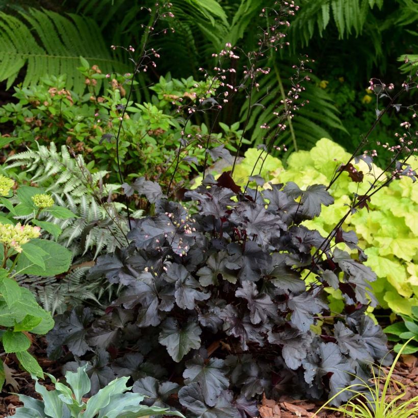 Heuchera Black Pearl (Porte)