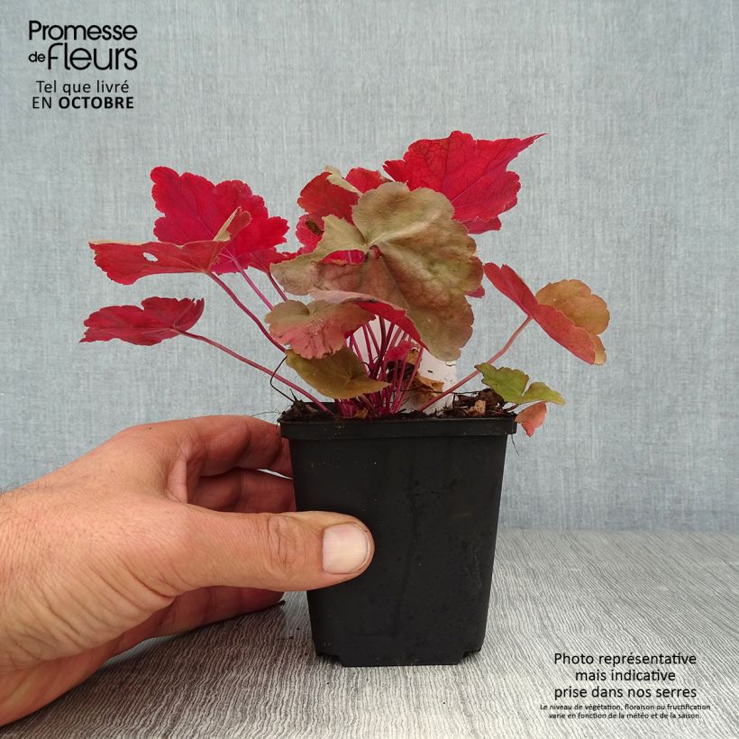 Ejemplar de Heuchera Caribbean Sea - Heuchère Godet de 9cm entregado en otoño