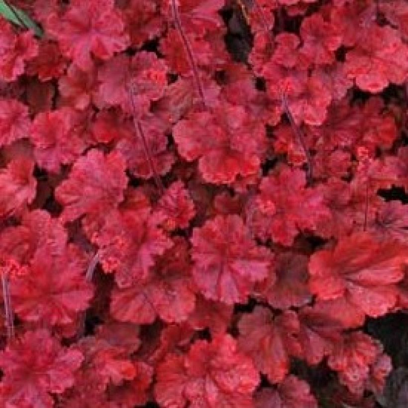 Heuchera Cherry Cola (Follaje)