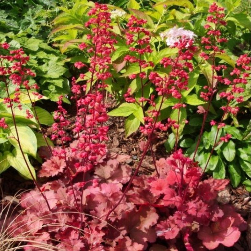 Heuchera Cherry Cola (Porte)