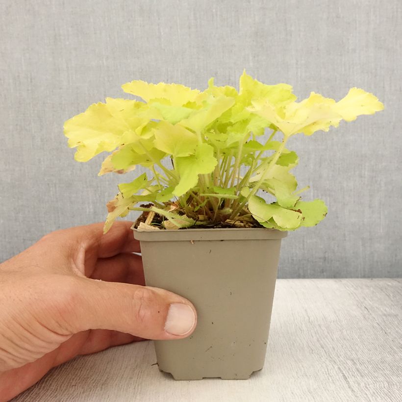 Ejemplar de Heuchera citronelle Godet de 8cm entregado en verano