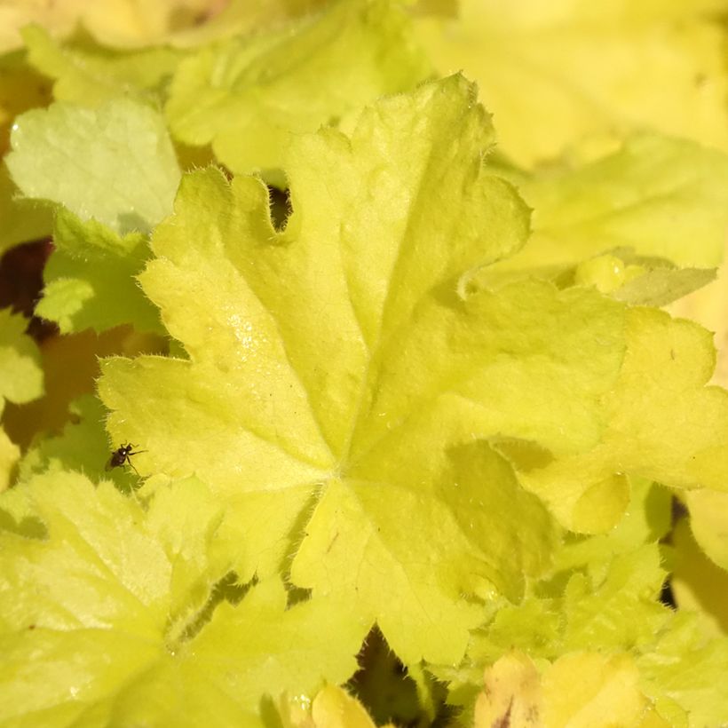 Heuchera Citronelle (Follaje)