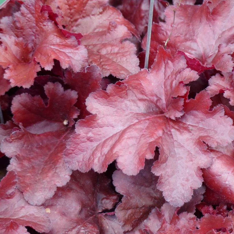 Heuchera Forever Red (Follaje)