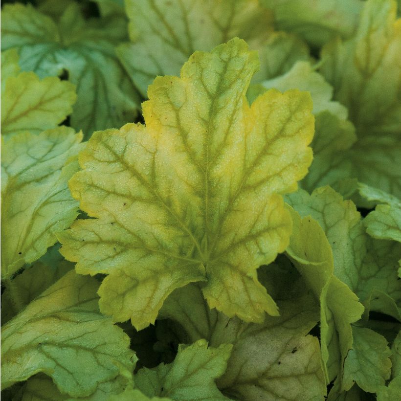 Heuchera Mint Julep (Follaje)