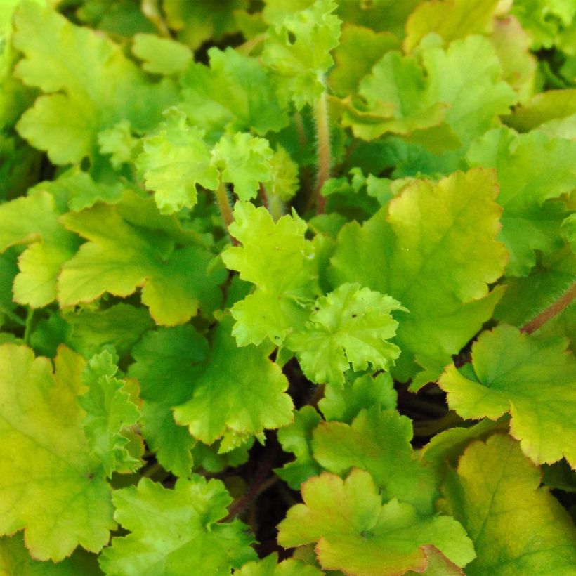 Heuchera Lime Marmalade (Follaje)