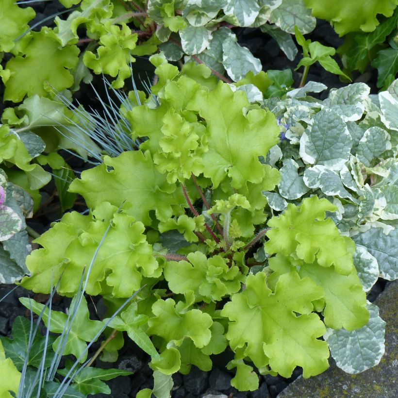 Heuchera Lime Marmalade (Porte)