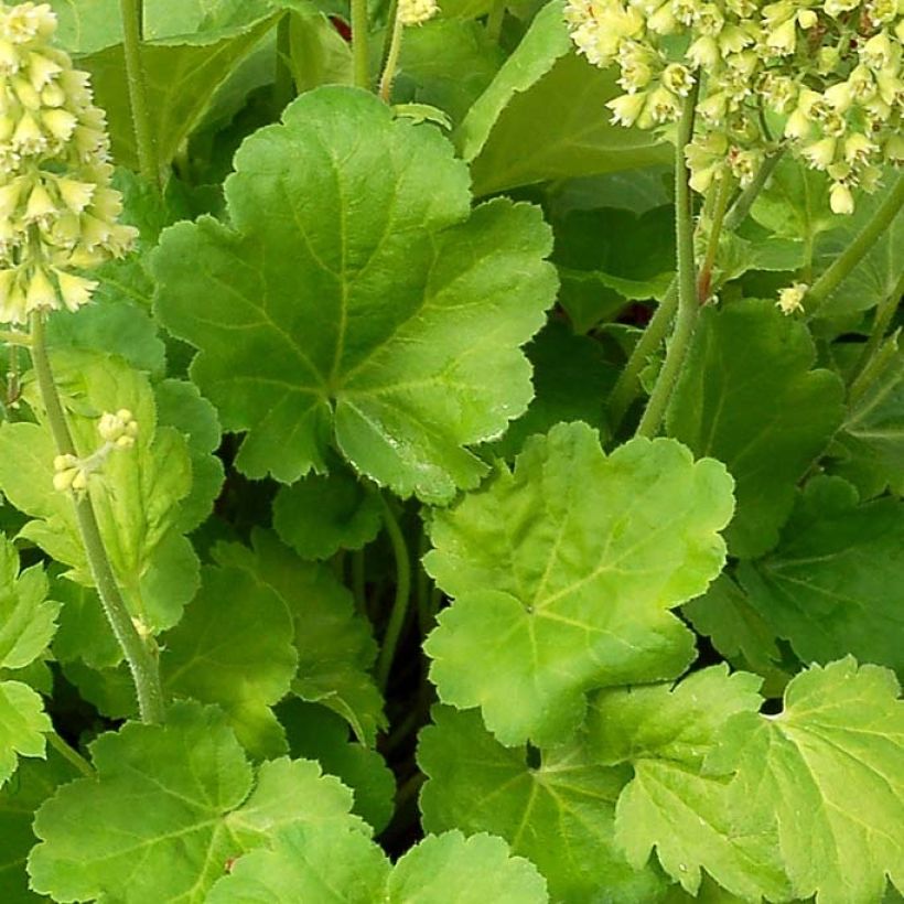 Heuchera Little Cutie Blondie in Lime (Follaje)