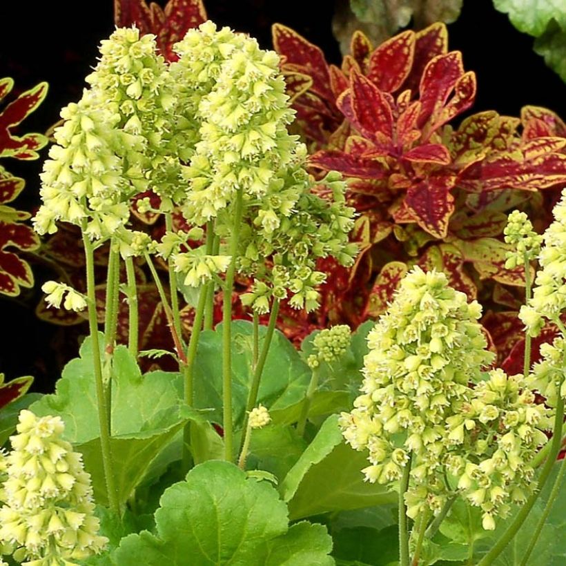 Heuchera Little Cutie Blondie in Lime (Floración)