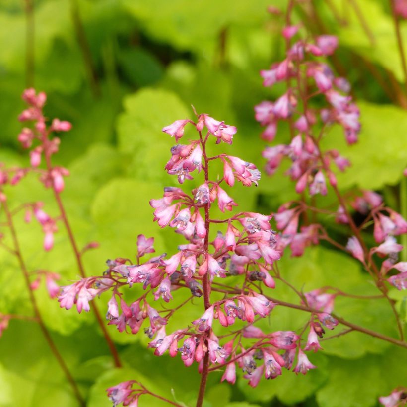 Heuchera Little Cuties Sweet Tart (Floración)