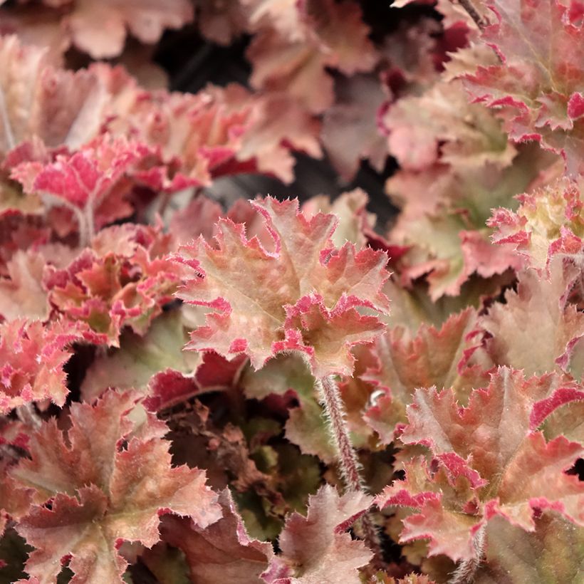 Heuchera micrantha Cappuccino (Follaje)