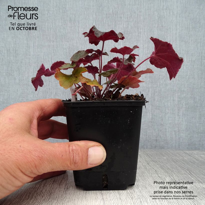 Ejemplar de Heuchera micrantha Palace Purple - Heuchère pourpre en godet de 7 cm entregado en otoño