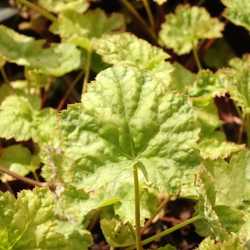 Heuchera Mint Frost (Follaje)