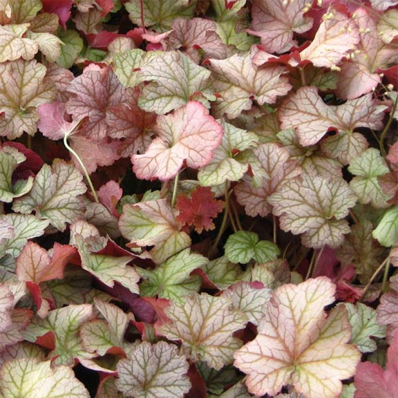 Heuchera Pinot Gris (Follaje)