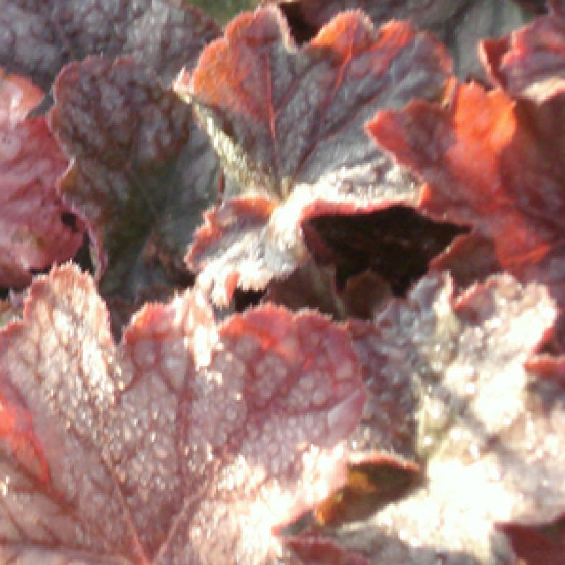 Heuchera Pinot Noir (Follaje)