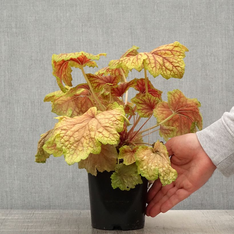 Heuchera Red Lightning - Heuchère - Pot de 1,5L/2L Ejemplar entregado en la primavera