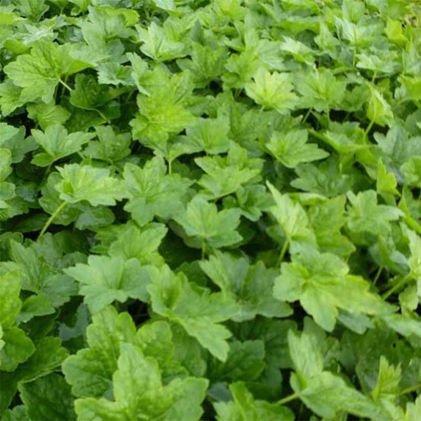 Heuchera Chantilly (Follaje)