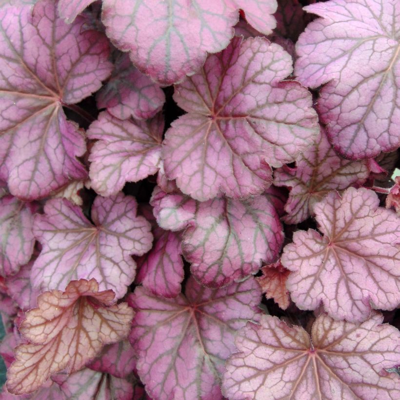 Heuchera Wild Rose (Follaje)